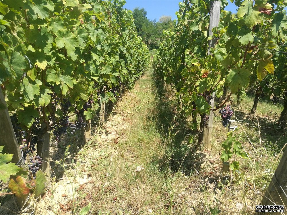 選擇哪個(gè)紅酒品牌加盟好